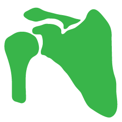 Advita Ortho Shoulder Icon Illustration